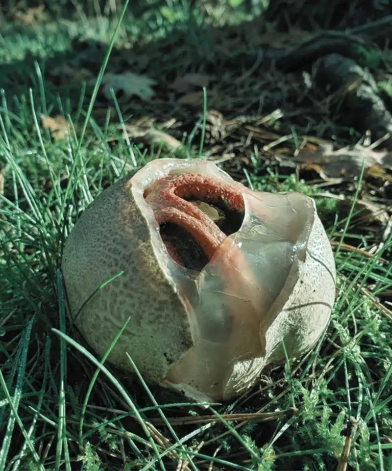 El Stinkhorn: ¿Por qué Este Hongo Insólito es Considerado Una de las Maravillas Naturales Más Inquietantes?