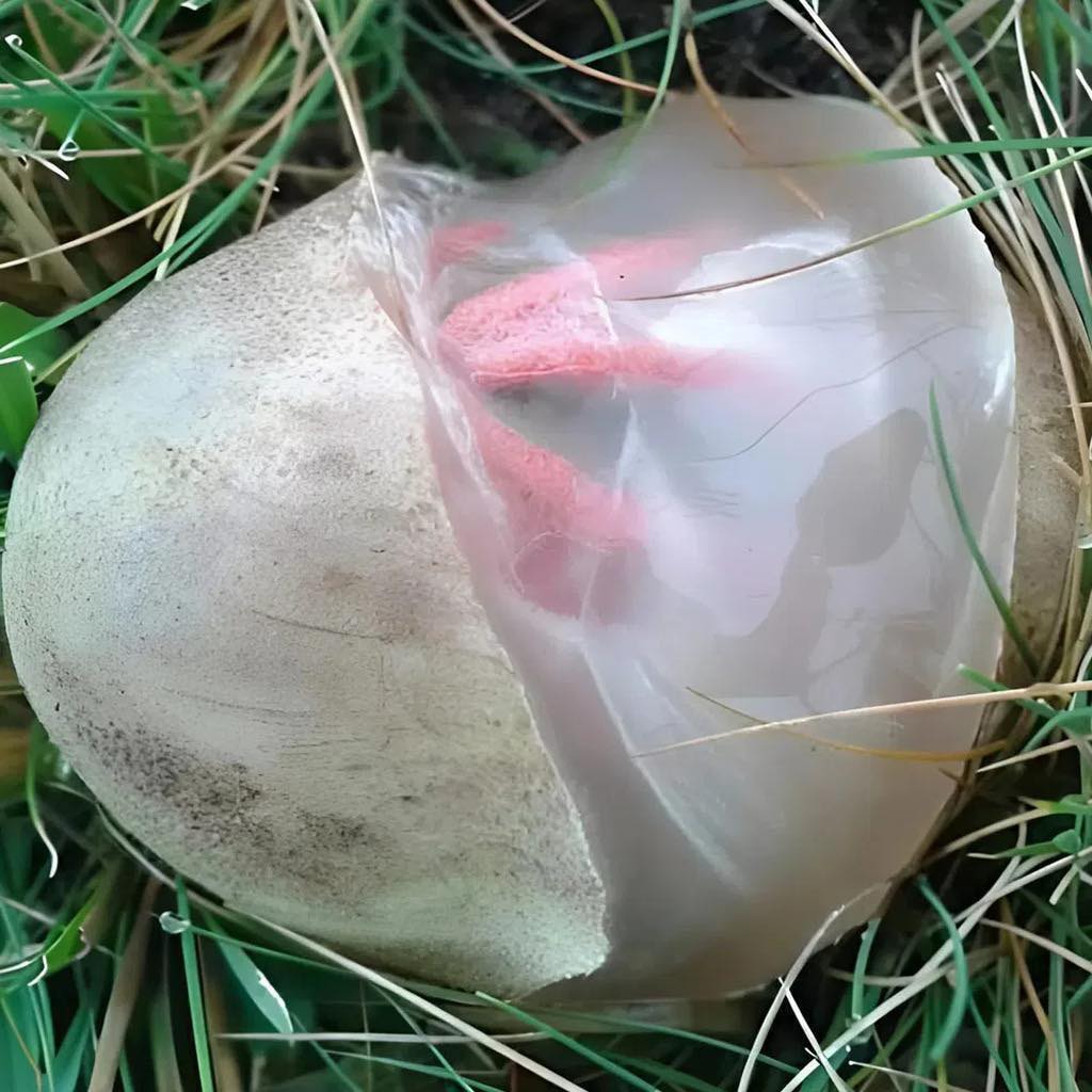 En el jardín, encontré una criatura viscosa y rojiza que desprendía un olor fuerte y desagradable. Me horroricé al darme cuenta de qué se trataba