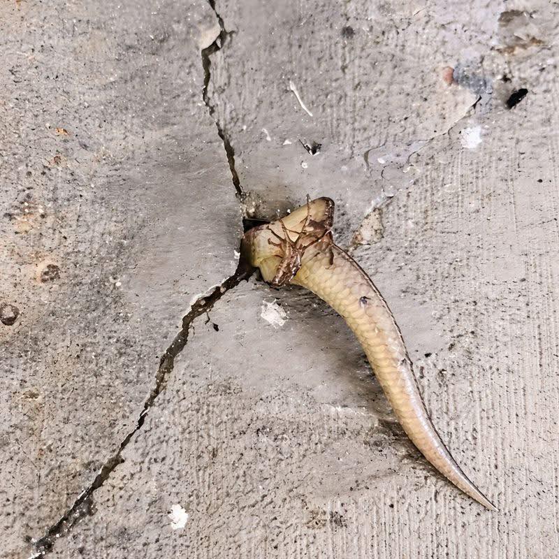 ¿Algo se mueve en la pared? El misterio doméstico que se convirtió en una escena de puro suspense