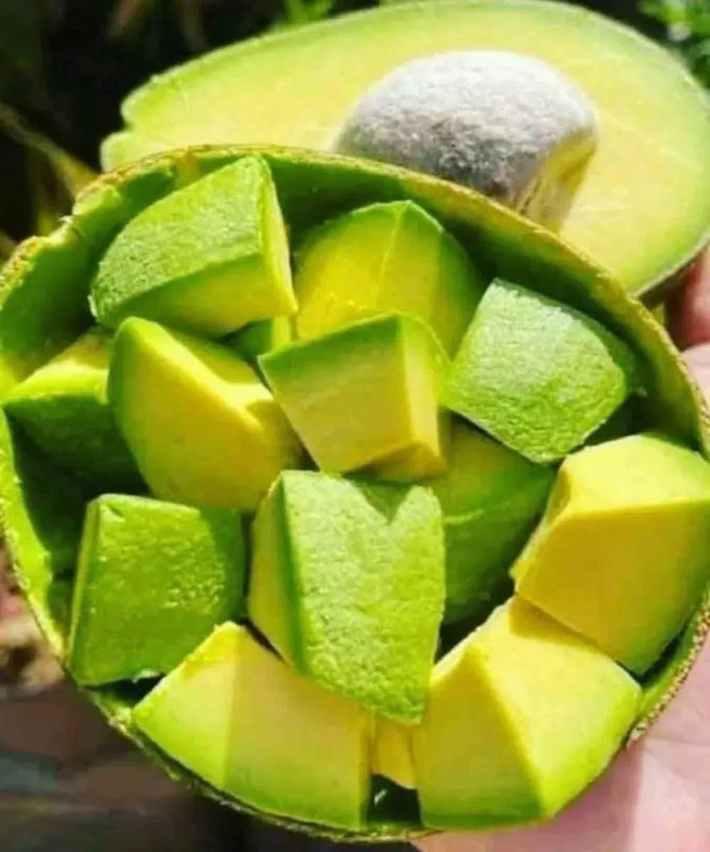 Médicos revelan qué causa comer aguacate...
