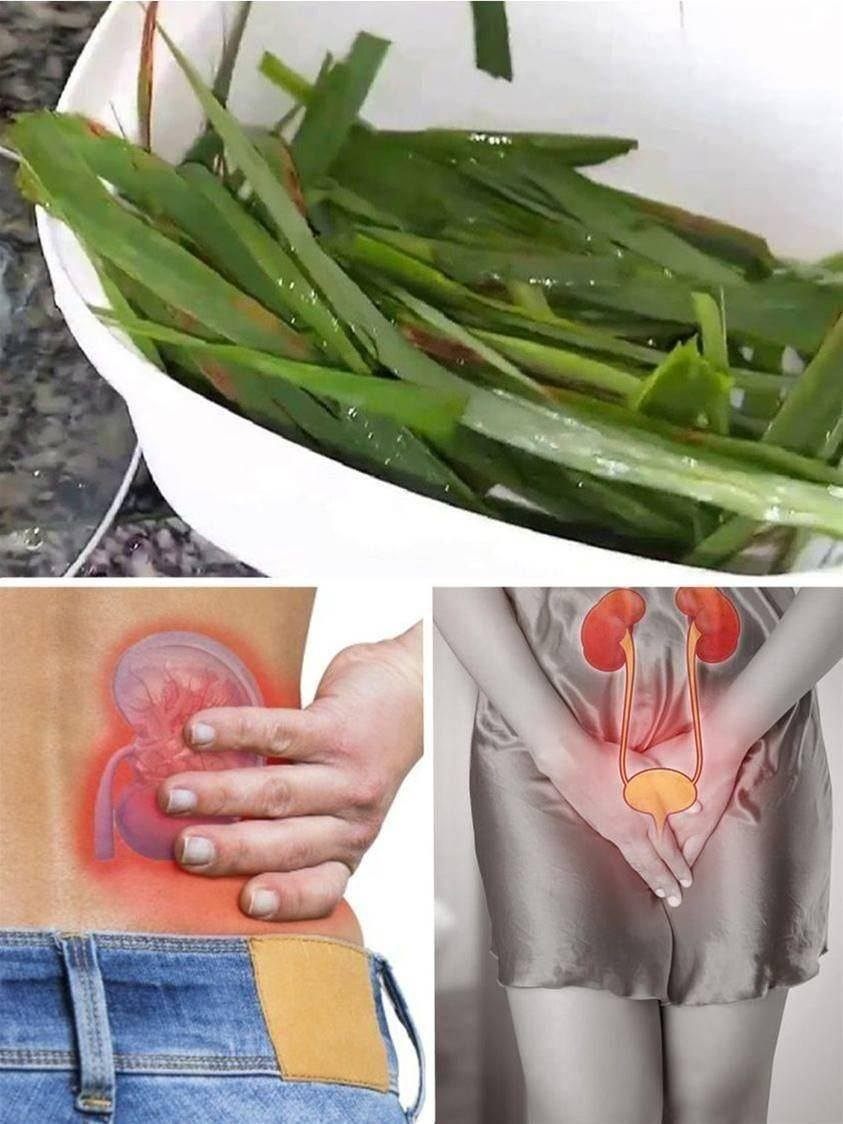 Infección Urinaria: Recetas Naturales para Aliviarla