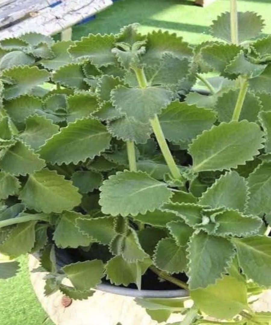 Médicos revelan lo que comer orégano puede causar…