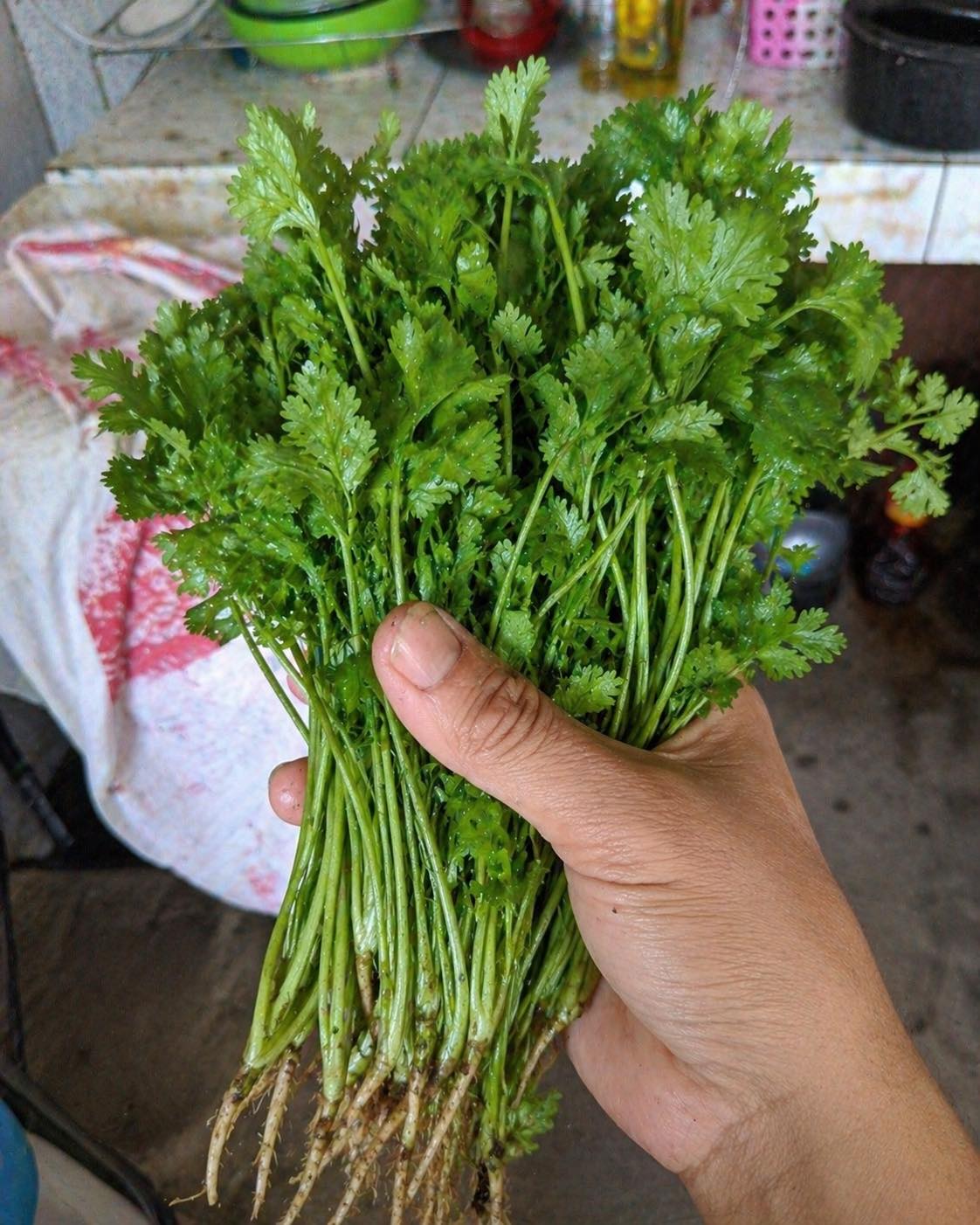 Médicos revelan lo que el consumo de cilantro provoca…