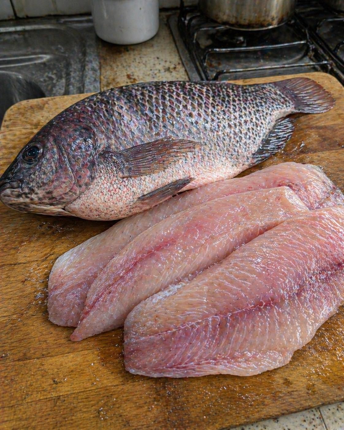 Expertos en salud revelan lo que el consumo de tilapia podría causar…