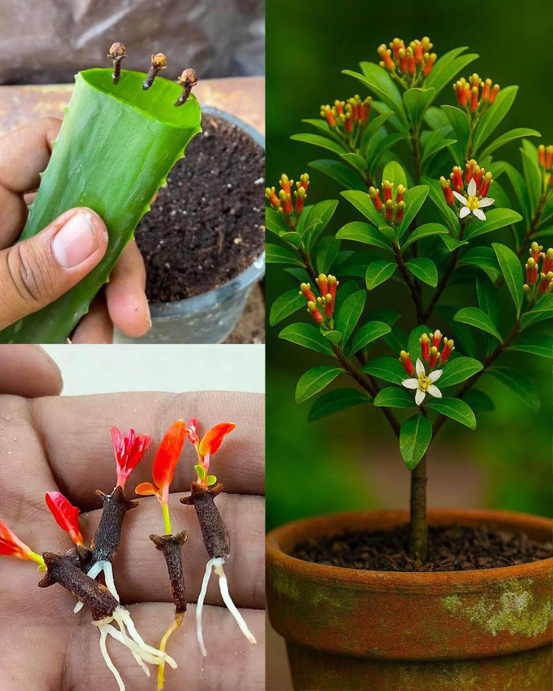 Cómo germinar clavos de olor en casa con un truco simple y natural