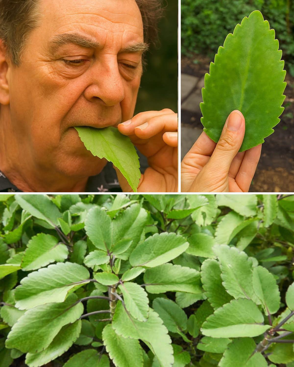 Hoja de la vida: muchos la tienen en sus jardines, pero la mayoría no sabe cómo aprovecharla