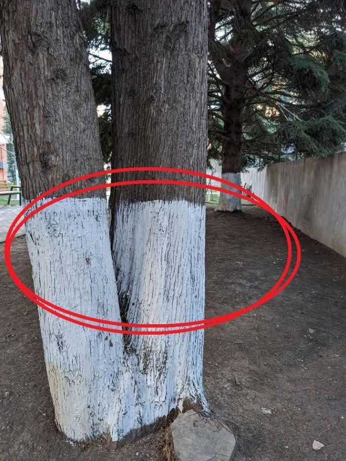 Pocos saben por qué los troncos de los árboles se pintan de blanco