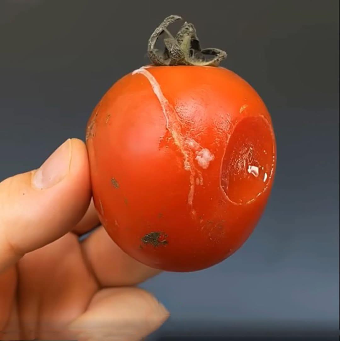 ¡No tires los tomates estropeados! ¡Cuanto más maduros, más valiosos son!