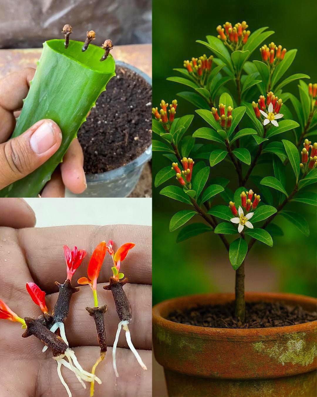 Cómo plantar clavo de olor en casa con un truco simple y natural