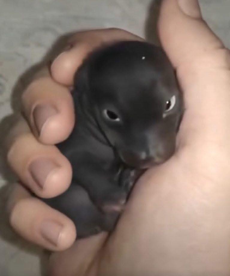 Lo que parecía un cachorro reveló una conmovedora historia de superación